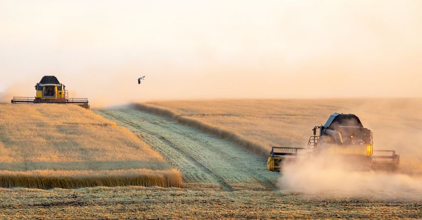  Dry weather across northern hemisphere hits wheat production, Is Australia in a sweet spot? 