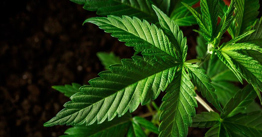  Canopy Growth (TSX:WEED), Aphria & HEXO: 3 Growth Pot Stocks 