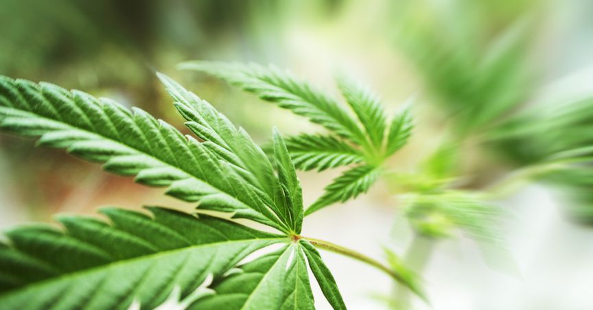  2 Growth Pot Stocks Under C$2 To Add To Your Portfolio 