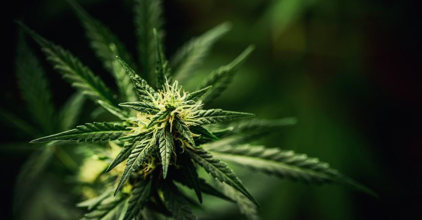 Canopy Growth (TSX:WEED) Stock Soars On Impressive Top Line 
