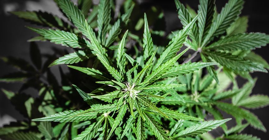  Canopy Rivers (TSX:RIV) Stocks 15% High: Should You Buy or Hold? 