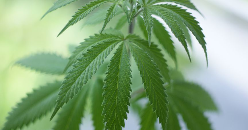 Canopy (WEED) & Aphria (APHA): 2 TSX Pot Stocks To Buy Under C$55