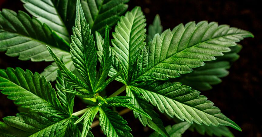  Gage Cannabis, Led by Canopy Growth Founder, May Head For DPO 