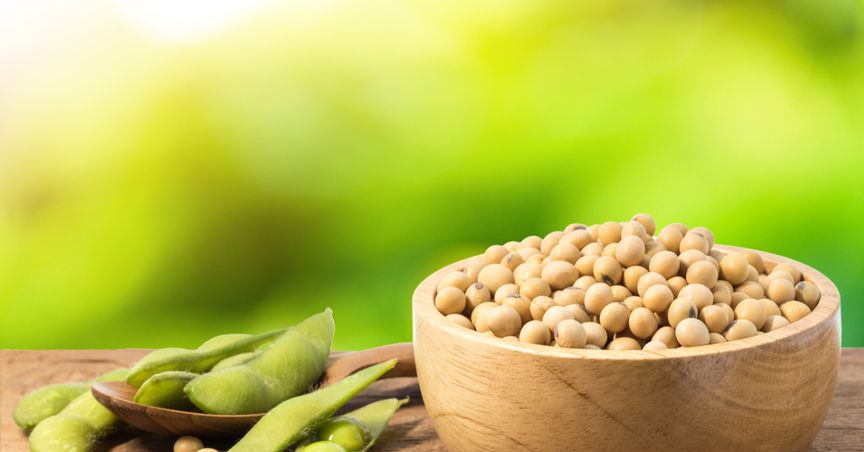  Will CBOT soybean price continue to soar or cool off? 