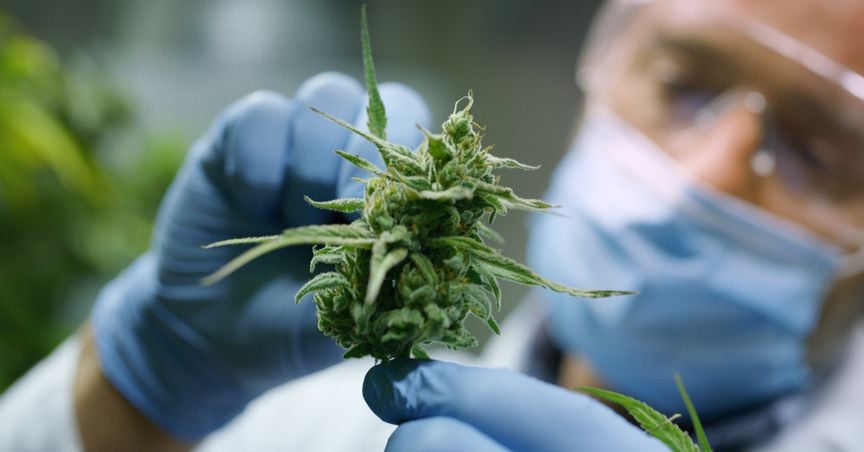  Trulieve Acquires Harvest Health’s Cannabis Arm For Record US$2.1 bn 