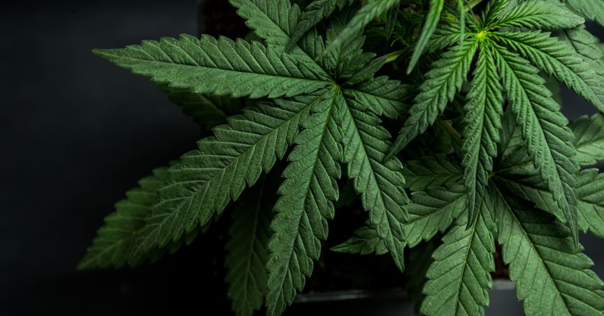  Hexo-Redecan Stock & Cash Merger Heats Up Competition In Pot Industry 