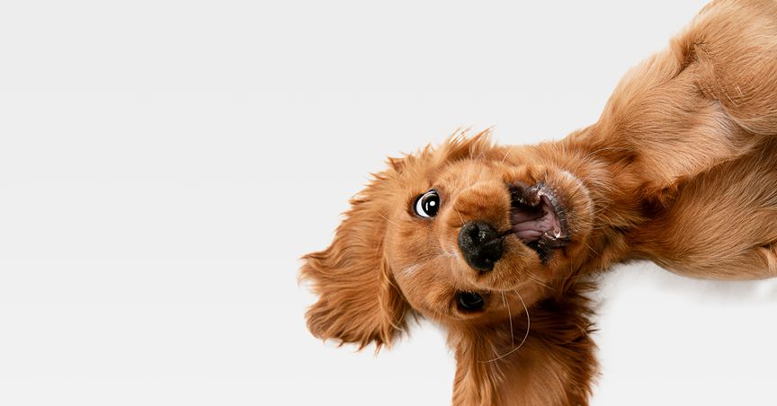  Why is owning a pet good for you? 