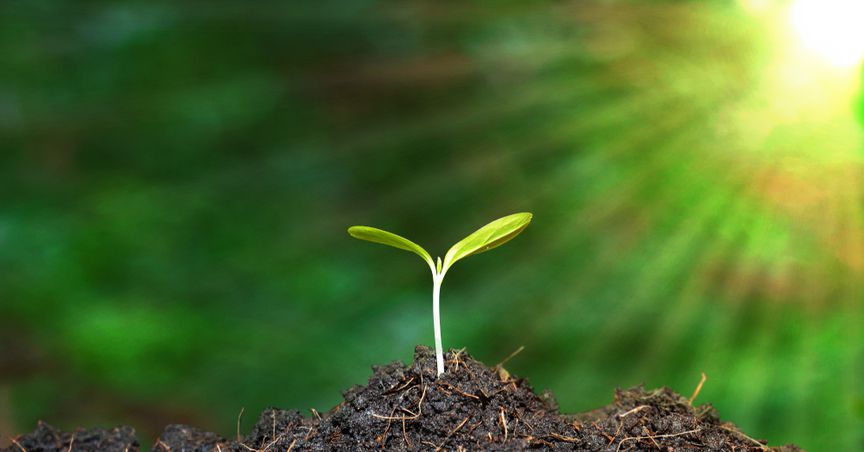 Is planting trees a solution to climate change?