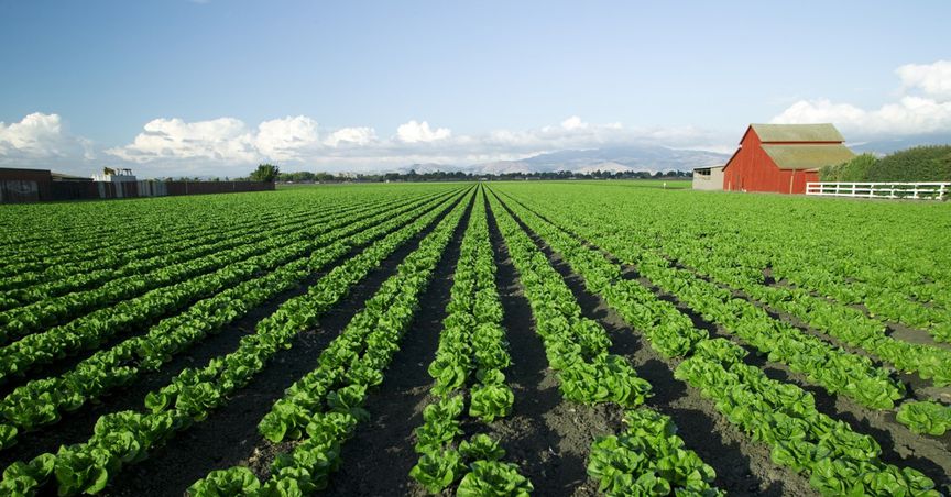  Sigh of relief for Aussie farmers as adequate rainfall improves farm produce 