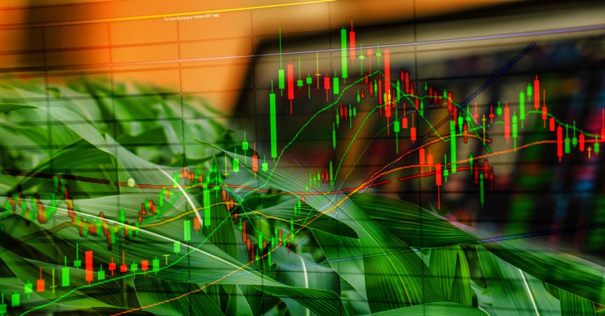  Which are 4 NZX food stocks to be explored in October? 