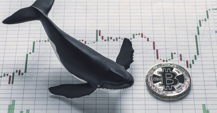 a mysterious bitcoin whale