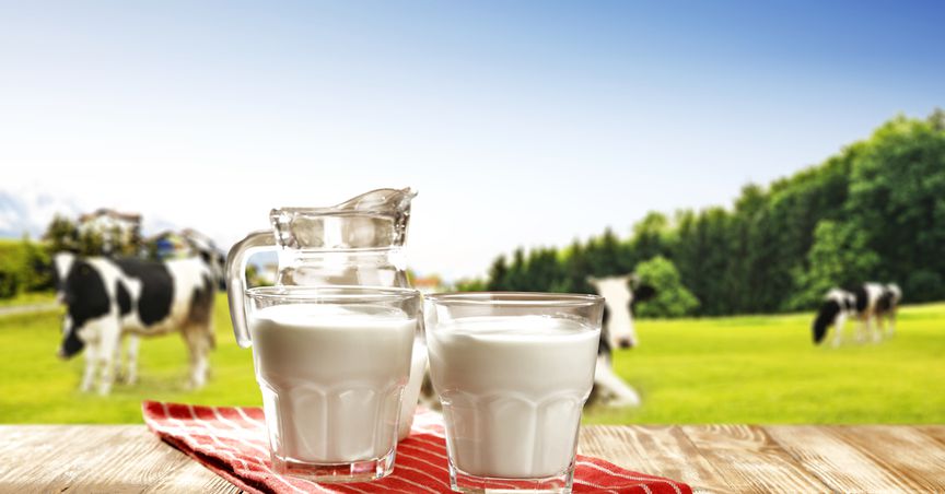  Why are NZX dairy stocks vital to the nation’s economy? 