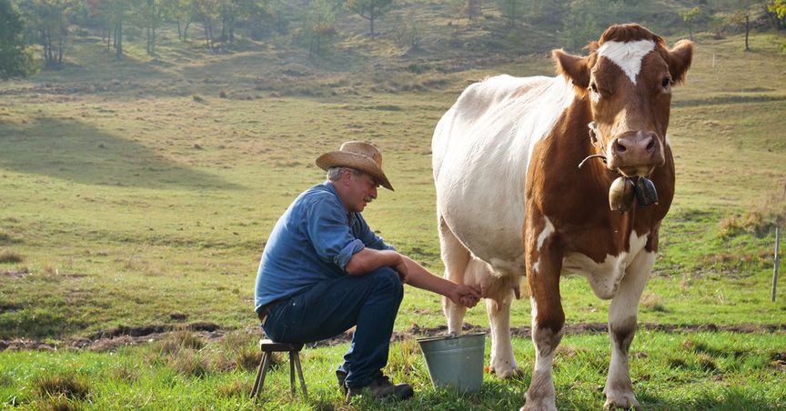  Which are 4 popular rural agri & dairy stocks? 