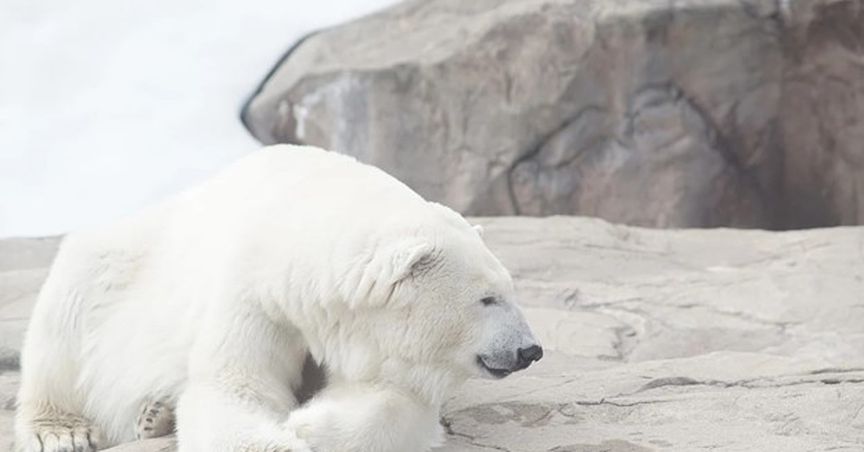  How are Arctic animals in Canada affected by climate change? 