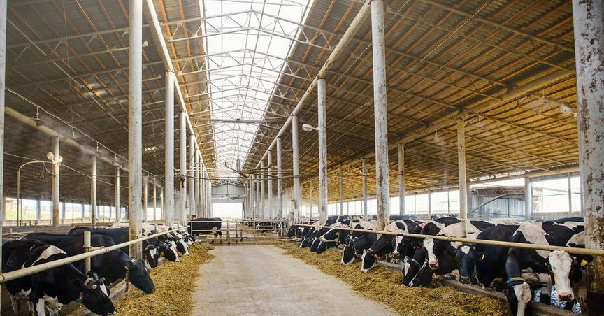  ATM, FCG, SML- 3 NZX stocks for dairy lovers 
