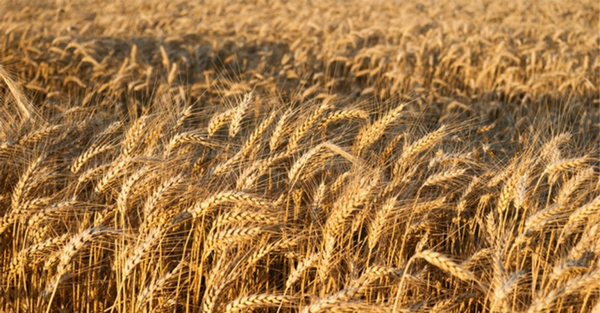  Russia-Ukraine conflict: What is happening with wheat prices? 
