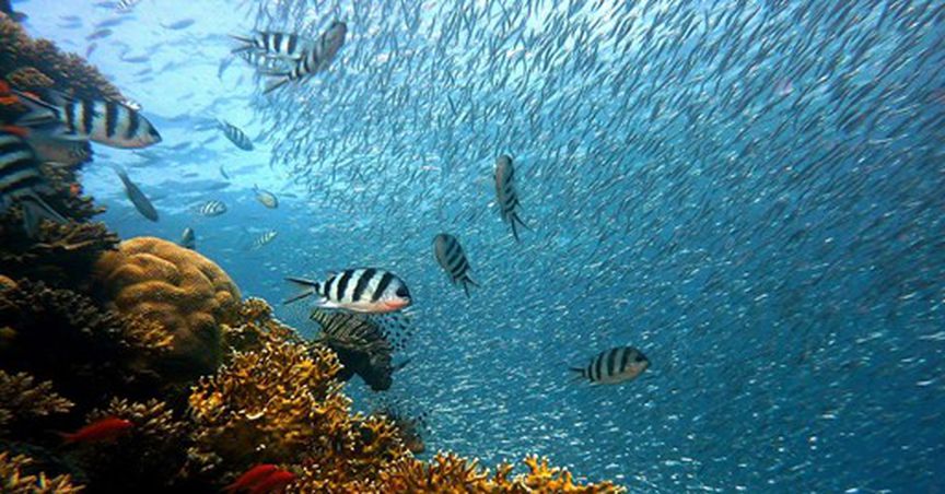  What’s the role of Environmental Effects Monitoring studies in Canada? 