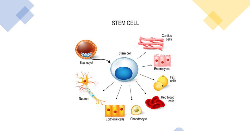  What is Australian govt doing to boost stem cell research? 