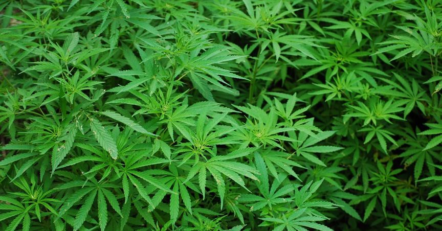 WEED, HEXO, TLRY, OGI & ACB: 5 TSX cannabis stocks for retail investors