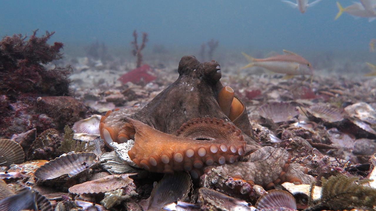 Wild octopuses 'throw' silt at each other