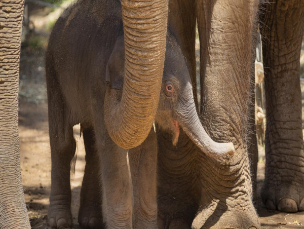 Baby sister for elephants at Melbourne Zoo - Kalkine Media