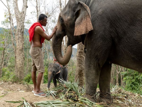 随着中国游客的回归，泰国大象营正在增加更多的巨型