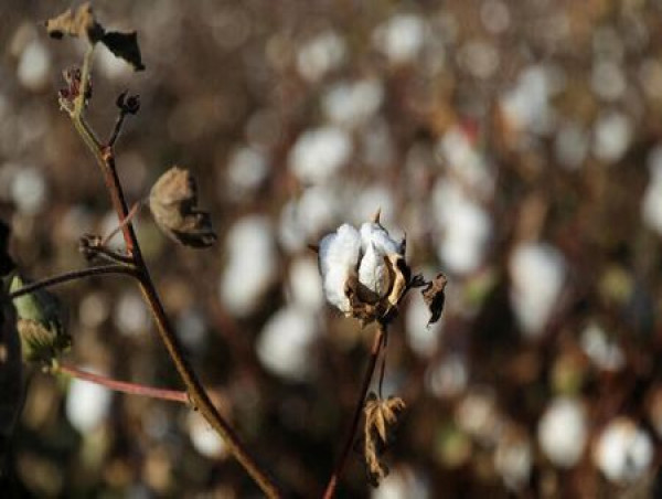 Mali cuts cotton output forecast an additional 29% for 2022/23