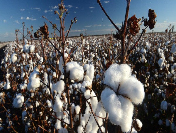  Cotton grower fined for taking water during drought 