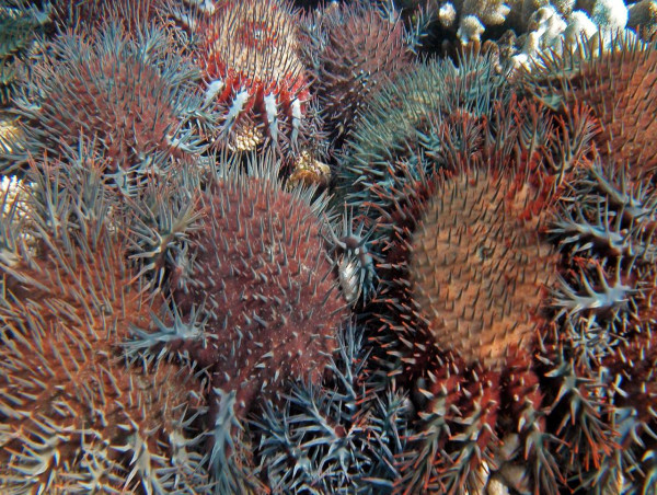  New funding to fight reef-eating starfish 