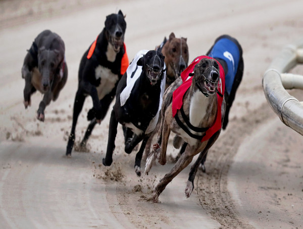  Holyrood committee seeks views on future of greyhound racing 