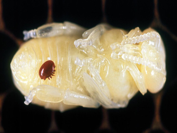  Varroa mite surveillance zone expands to Sydney 