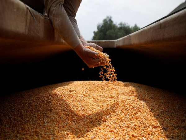México investigará impacto de maíz transgénico en tortillas en medio de disputa comercial con EE.UU.