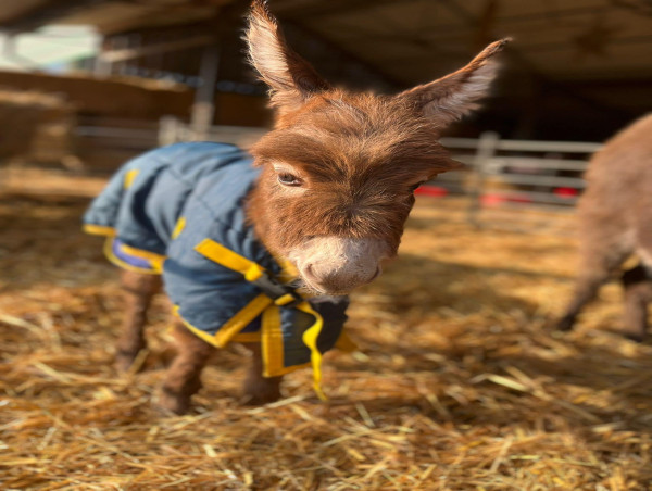  Baby donkey stolen from farm is reunited with mother and ‘ecstatic’ owners 