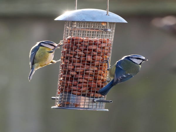  Areas with lower bird diversity ‘have more mental health hospital admissions’ 