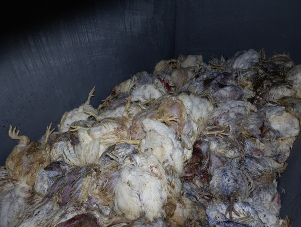  Co-op under fire as footage shows ‘sick and suffering’ chickens at supply farms 