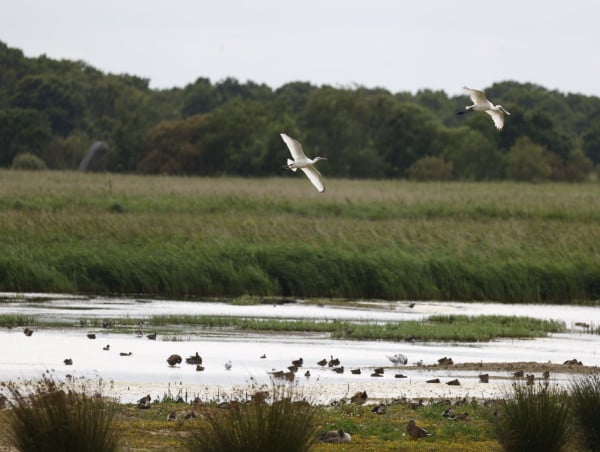  Spoonbill chick fledges on Norfolk Broads ‘for first time since 17th century’ 