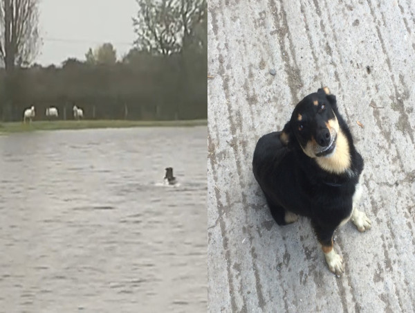 Sheepdog Saves Stranded Ewes On Welsh Farm As Storm Babet Floods UK ...