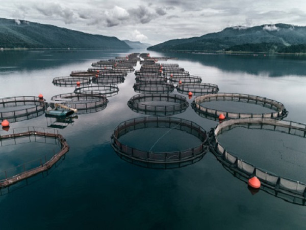 Aquaculture Market: Nurturing Life Beneath the Waves | Cermaq ASA ...