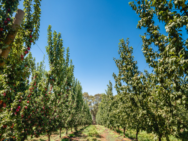  Fruitful crop expected this season based on excellent Australian growing conditions 