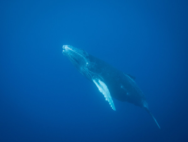  Evaluating Polygon (MATIC) potential amid declining whale interest 