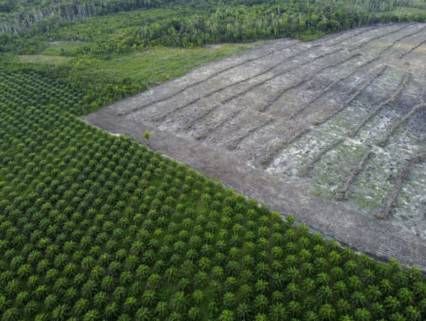  Government delays allowing commodities from deforestation to enter UK, says WWF 