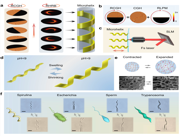  Shape-changing helical microswimmers could revolutionize biomedical applications 