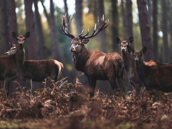 Understanding Red Deer Behavior And Habitat: Insights Into Their ...