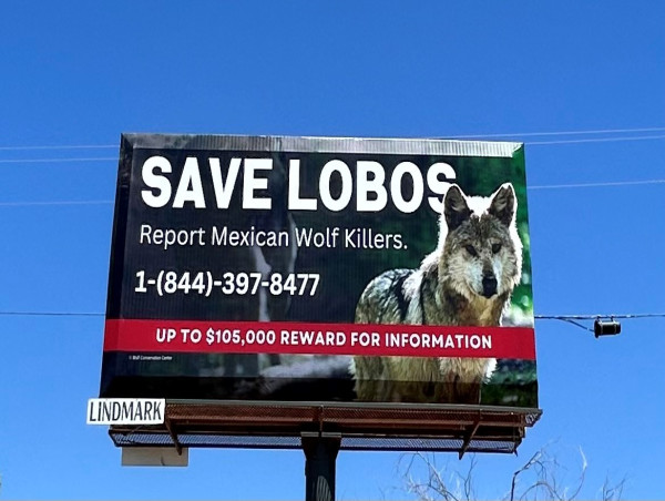  New Billboard in New Mexico Promotes $105K Reward for Information About Illegal Mexican Gray Wolf Killing 
