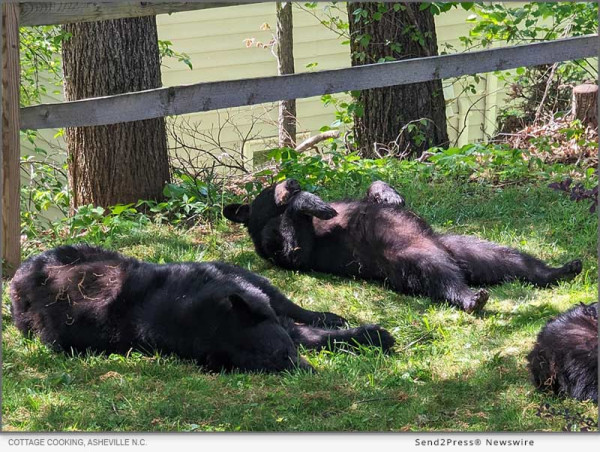 Cooking With Bears? Cottage Cooking In Asheville Does It