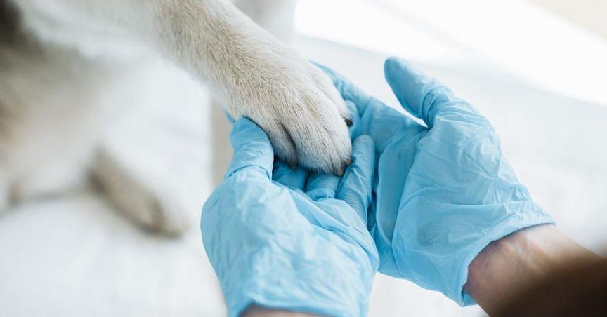  Why Is This Animal Health Giant Facing Market Uncertainty? 