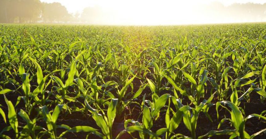  Australia’s Bioenergy Has $5 Billion Investment Opportunity 