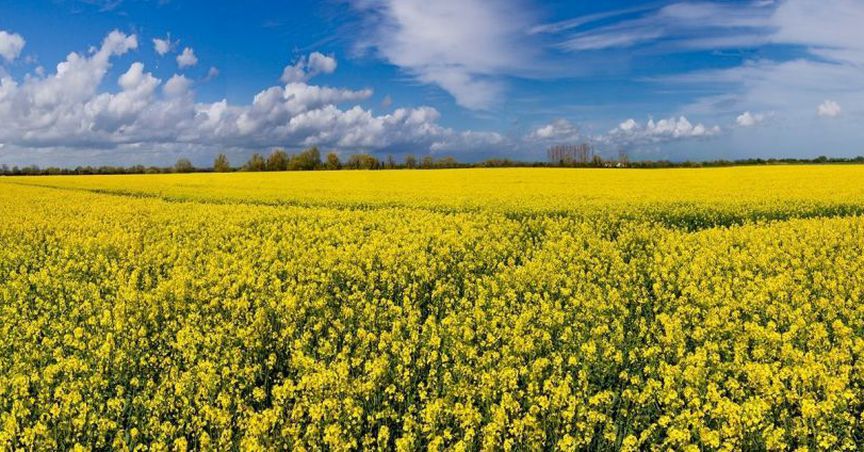  Leaf Appoints UK-Based Technip FMC For Its Malaysia Segamat Biorefinery Project 