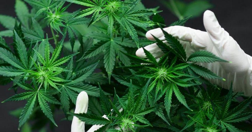  Why Regulation Is Both Barrier And Moat For Cannabis 