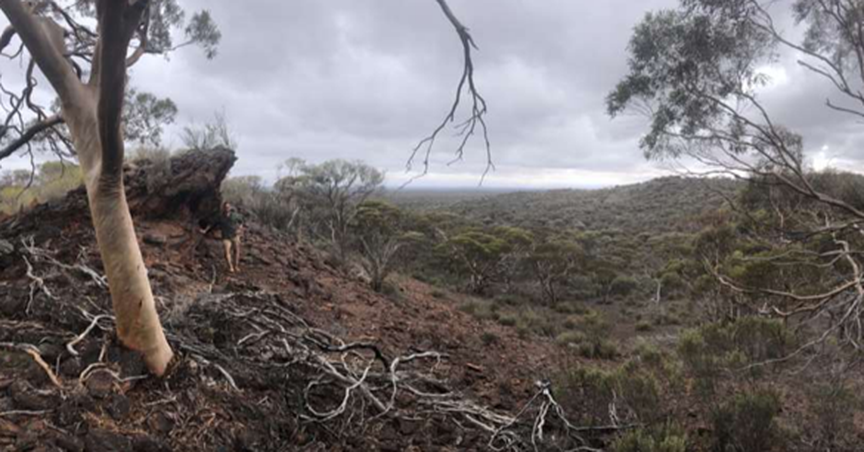  Catalina Resources (ASX: CTN) Uncovers Gold and Multi-Element Mineralisation at Rock Lodge Project 